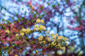 White Fothergilla flowers in the forest in the Spring