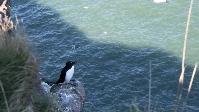 Razorbill (Alca torda) nesting on coastal cliff Scotland. North Sea. Firth of Forth. UK