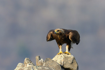 Goldean Eagle (Aquila chrysaetos) at mountain meadow in Eastern Rhodopes, Bulgaria