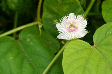 Passiflora foetida flower on green leaves background