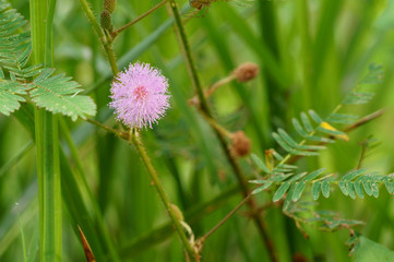 Mimosa pudica flowers in summer morning