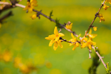 Glebe Pracht der Natur