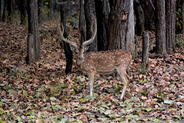 Chital Deer