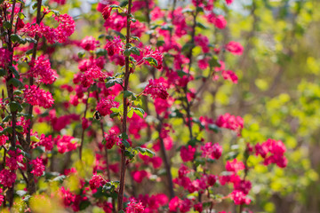 Lilane Pracht der Natur