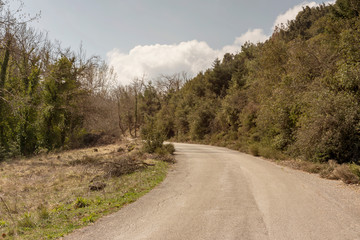 Fototapeta premium The rural road and trees (Greece, Peloponnese).