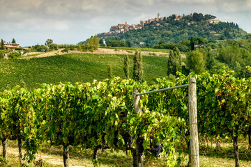 Fototapeta na wymiar Vineyards in Montepulciano, Tuscany, Italy