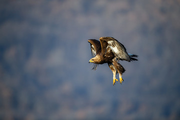 Fototapeta premium Goldean Eagle (Aquila chrysaetos) at mountain meadow in Eastern Rhodopes, Bulgaria