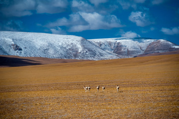 Chinese Tibetan Tibetan antelope