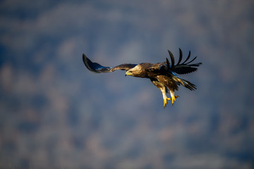 Goldean Eagle (Aquila chrysaetos) at mountain meadow in Eastern Rhodopes, Bulgaria