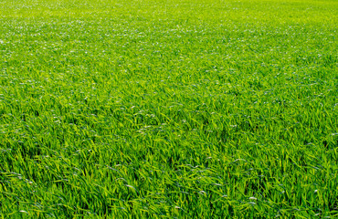 green grass background with selective focus