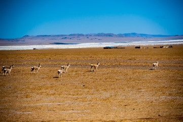 Fototapeta na wymiar Chinese Tibetan Tibetan antelope