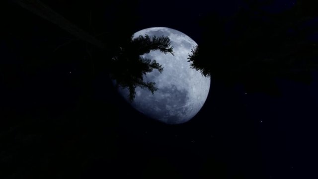 Forest at Night with Big Full Moon