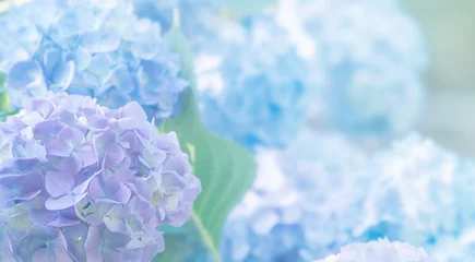 Küchenrückwand glas motiv Blau Hortensienblüten hautnah