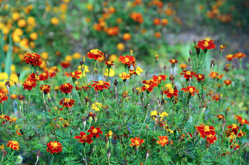 beautiful background with blooming bright Tagetes