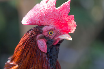 Closeup Thai rooster head
