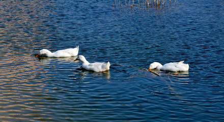 Fototapeta premium Ducks in the pond