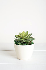 Succulent, artificial flower, modern style, white background