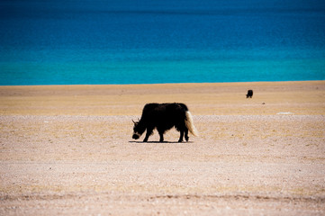 Black wild yak in the no man's land of Tibet, China