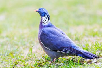 wood pigeon looking up standing on the grass
