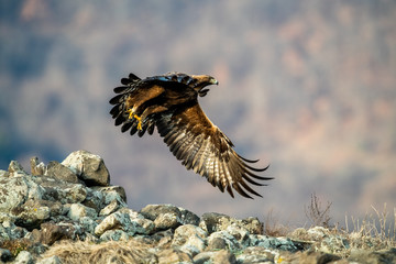 Goldean Eagle (Aquila chrysaetos) at mountain meadow in Eastern Rhodopes, Bulgaria