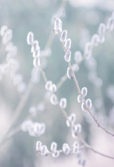beautiful fluffy sprig of willow blossomed in early spring