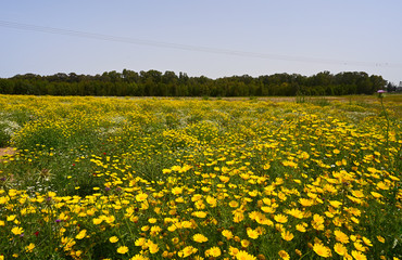 Sharon National Forest Park