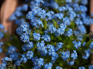 ワスレナグサの花