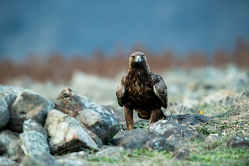 Goldean Eagle (Aquila chrysaetos) at mountain meadow in Eastern Rhodopes, Bulgaria