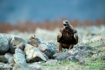 Goldean Eagle (Aquila chrysaetos) at mountain meadow in Eastern Rhodopes, Bulgaria