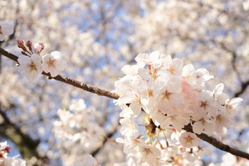 満開の桜