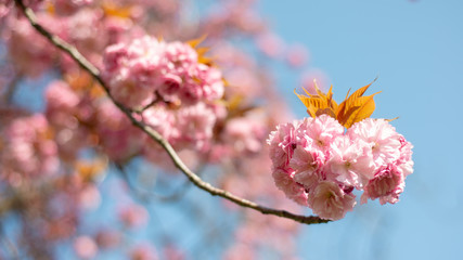 Fototapeta na wymiar Hanami - Cherry Blossom