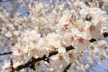 Obraz premium 満開の桜