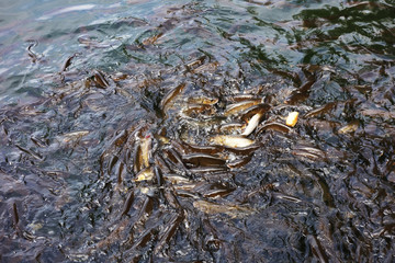 Feeding fish in the lake