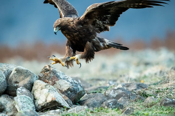 Hunting Goldean Eagle (Aquila chrysaetos) at mountain meadow in Eastern Rhodopes, Bulgaria
