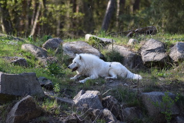 Fototapeta premium Tundrawolf