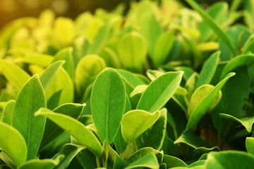 green leaves background