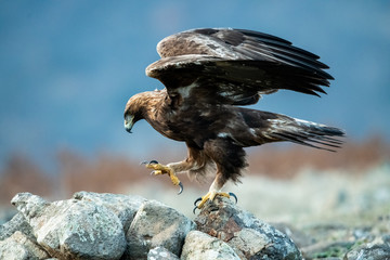 Hunting Goldean Eagle (Aquila chrysaetos) at mountain meadow in Eastern Rhodopes, Bulgaria