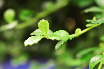 green leaves background
