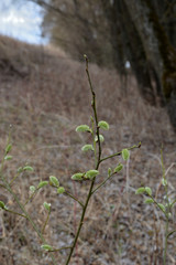 Green buds on a branch against a brown background of trees and field
