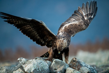 Hunting Goldean Eagle (Aquila chrysaetos) at mountain meadow in Eastern Rhodopes, Bulgaria
