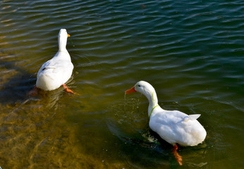 Ducks in the pond