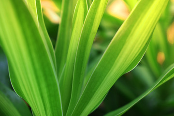 leaf with drops of water
