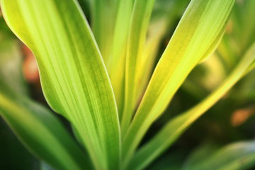 green leaves background