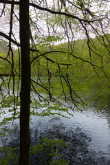 Naklejka premium Tree on shore of lake