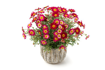 Rote Strauchmargerite