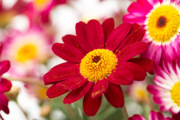 Rote Margeriten