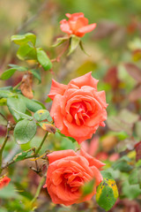 Pastel red rose three. Focused buds with blured background