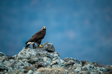 Goldean Eagle (Aquila chrysaetos) at mountain meadow in Eastern Rhodopes, Bulgaria