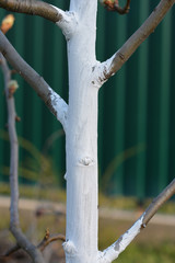 Fototapeta premium caring for trees in spring and autumn