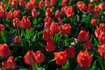 Coral red tulip field close up shallow depth of field